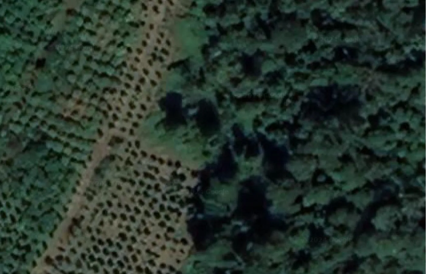 Satellite imagery of Dak Nong coffee growing region.