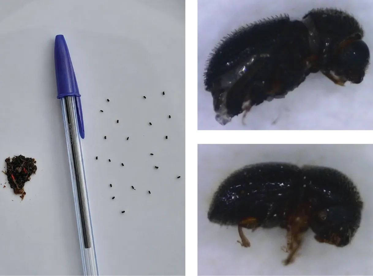 Left: Contents of an examined trap with a pen for scale; Top: Captured coffee berry borer bug; Bottom: Captured black twig borer