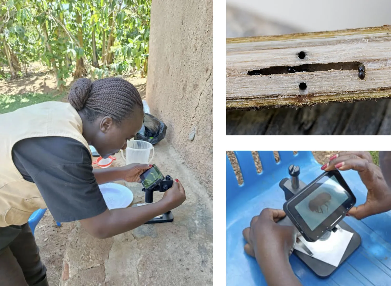 Field staff examines coffee bearer bug under a microscope
