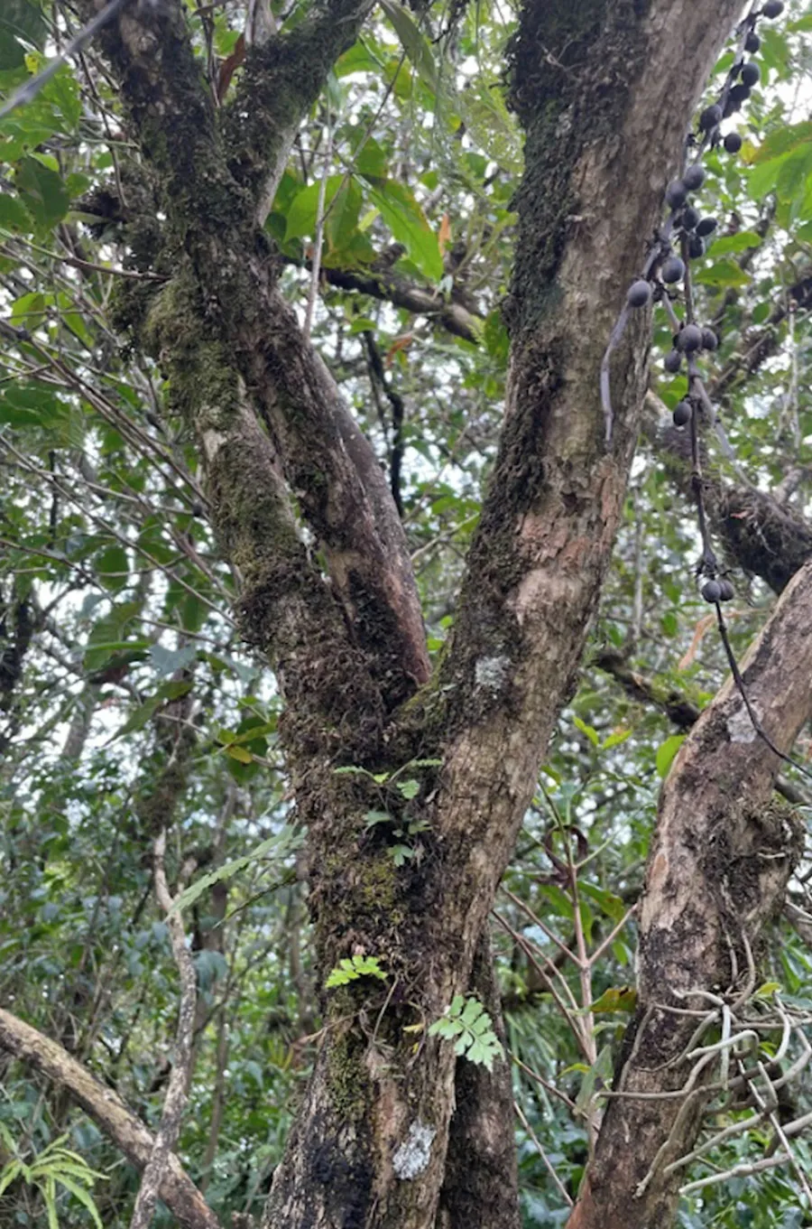 An old Arabica tree in the Jimma region, Ethiopia