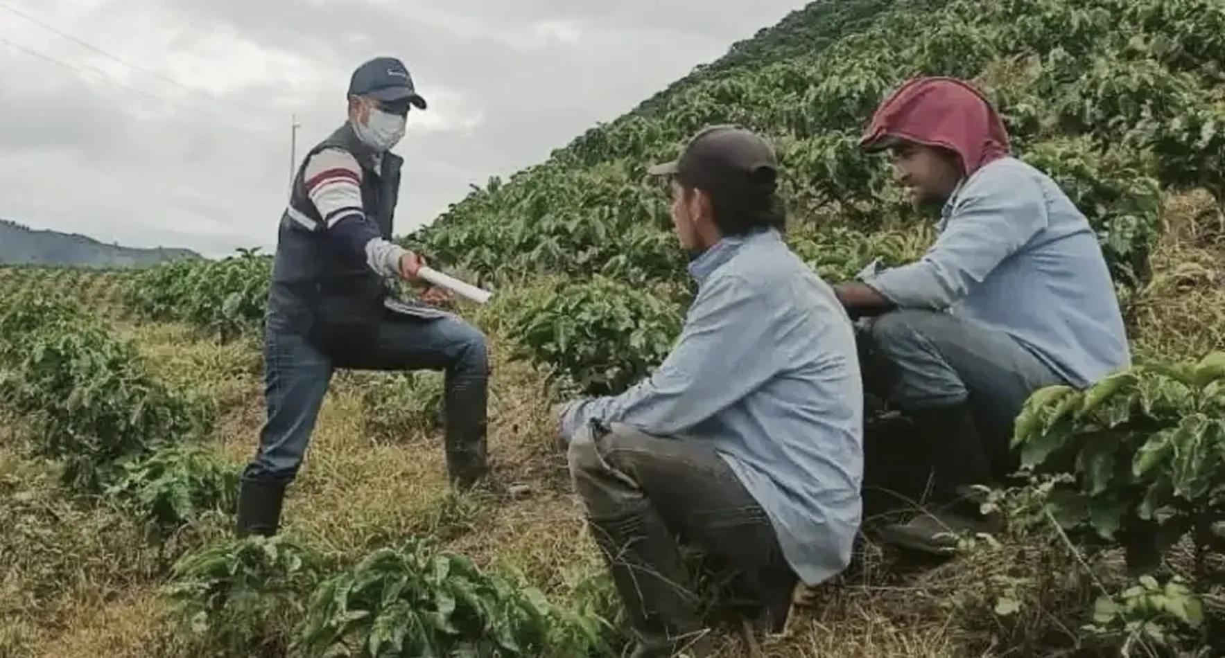 An Enveritas field interviewer wearing a face mask speaks with two coffee farmers in a coffee plantation on a hillside.