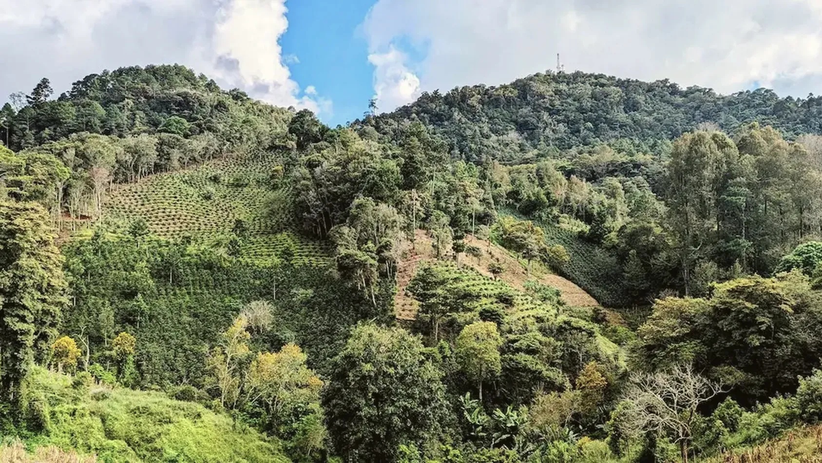A landscape view of coffee farms spread across green hills surrounded by dense forest in Honduras.