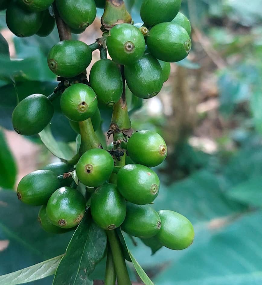 A cluster of berries with small holes—the sign of CBB