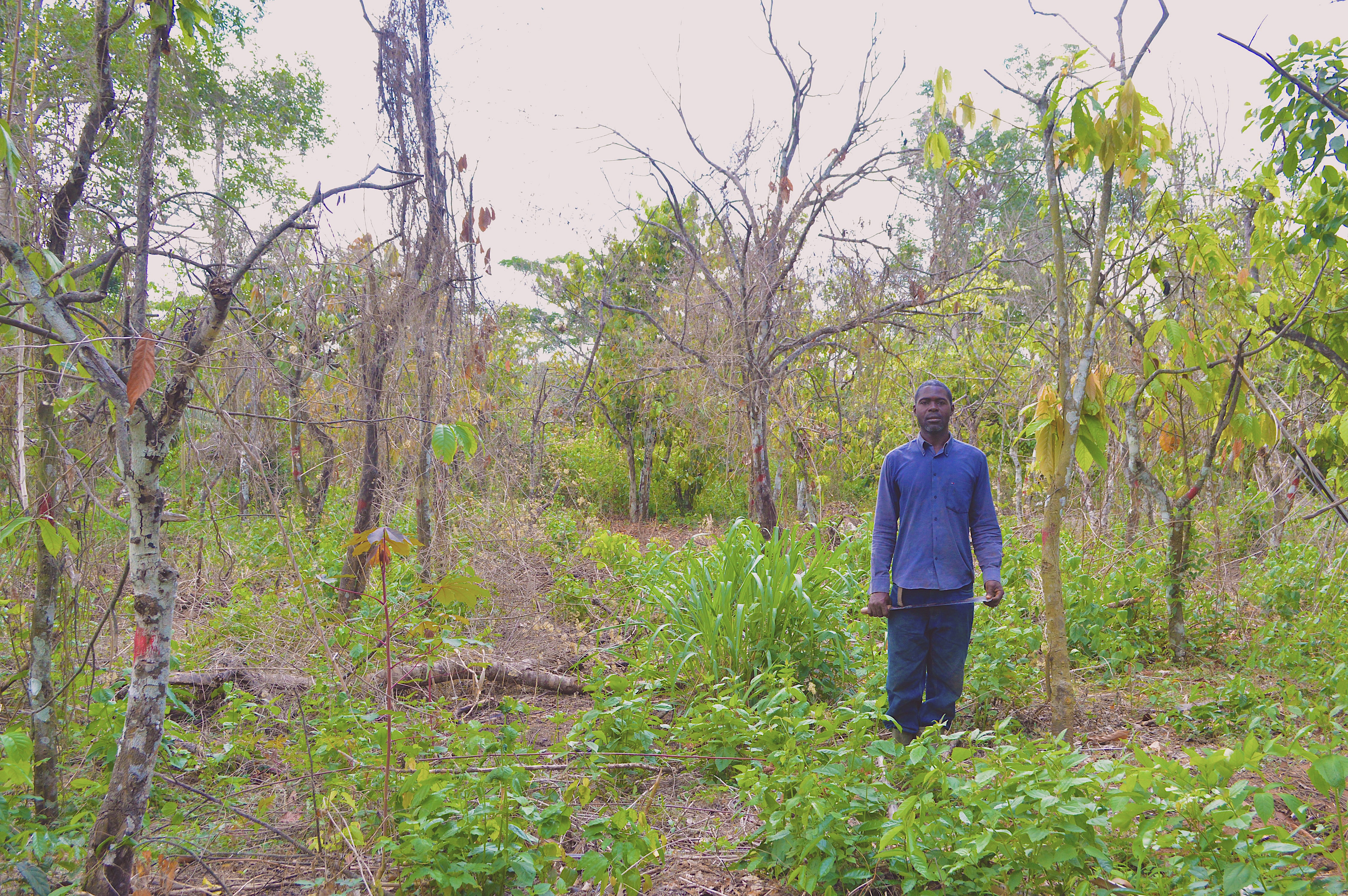 A farmer stands among infected trees marked to be cut down
