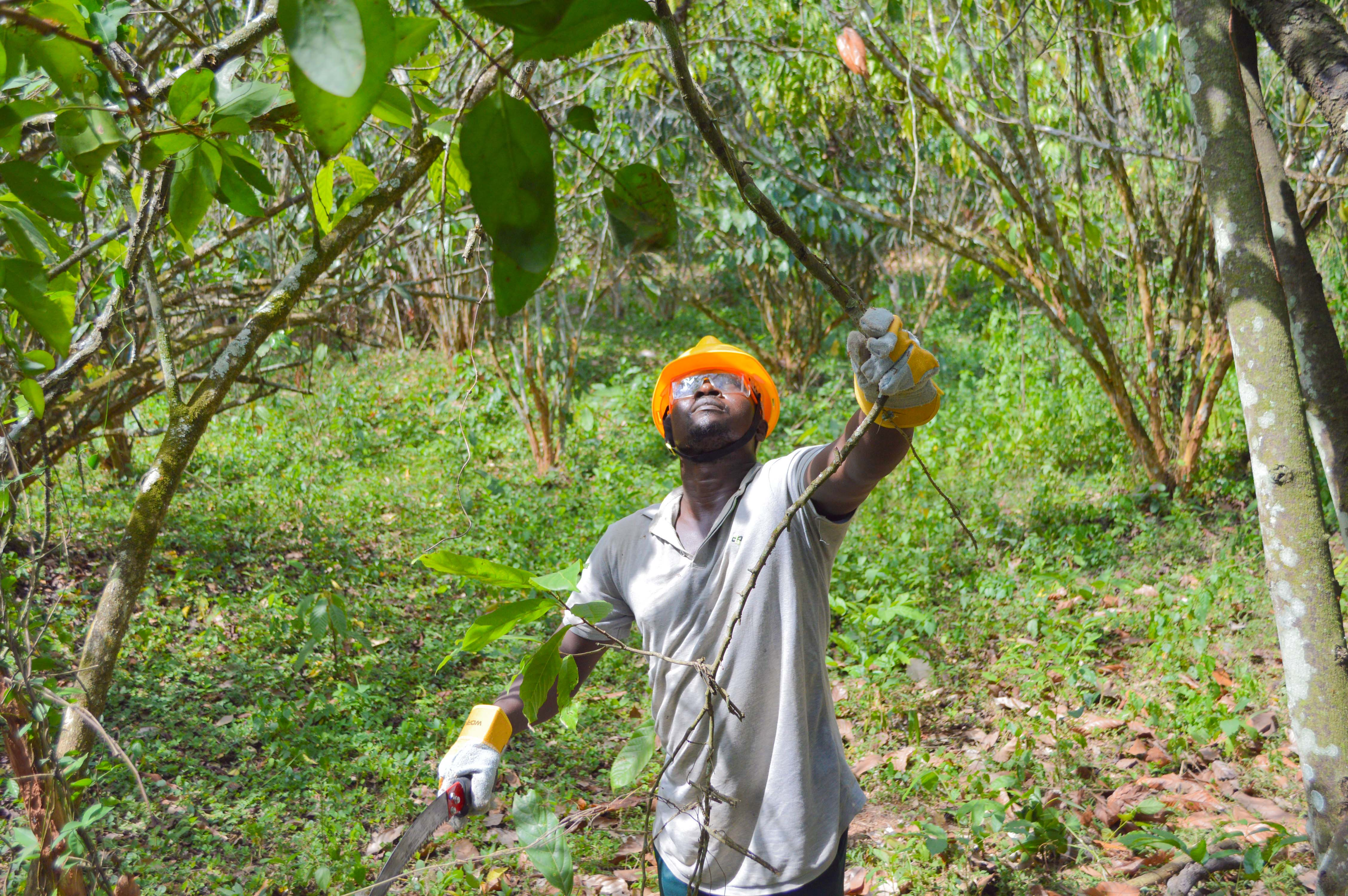 An Ivorian farmer practices pruning to improve yields