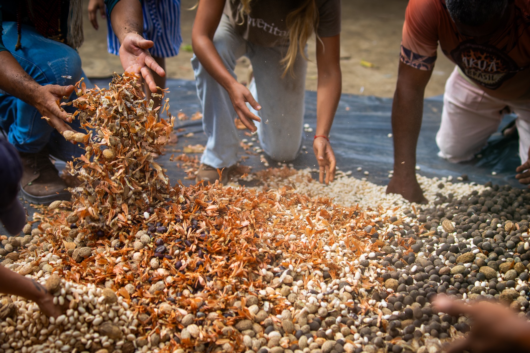 Community seed collectors mix native seeds to restore biodiversity during restoration