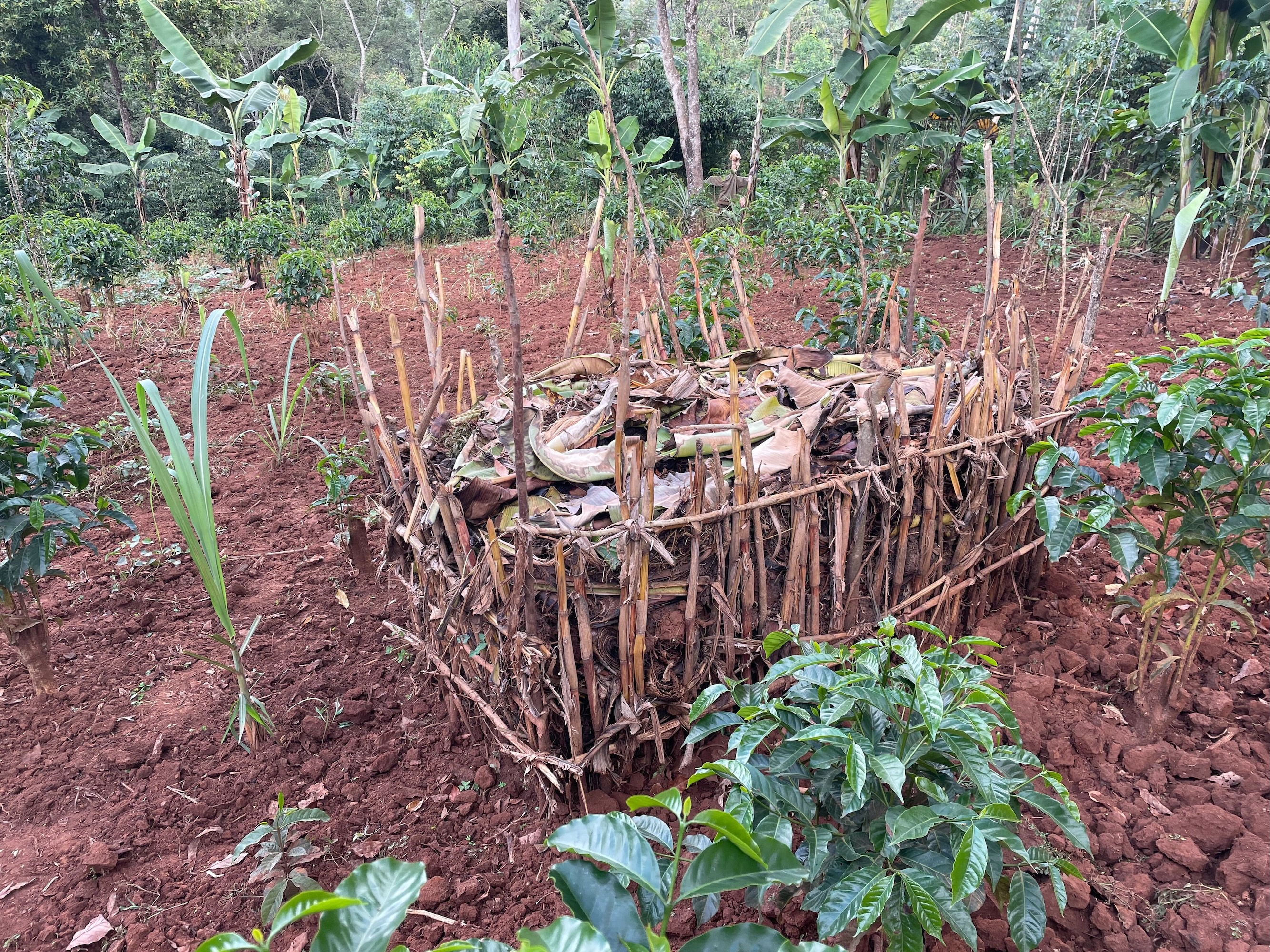 A compost heap among coffee trees in Ethiopia