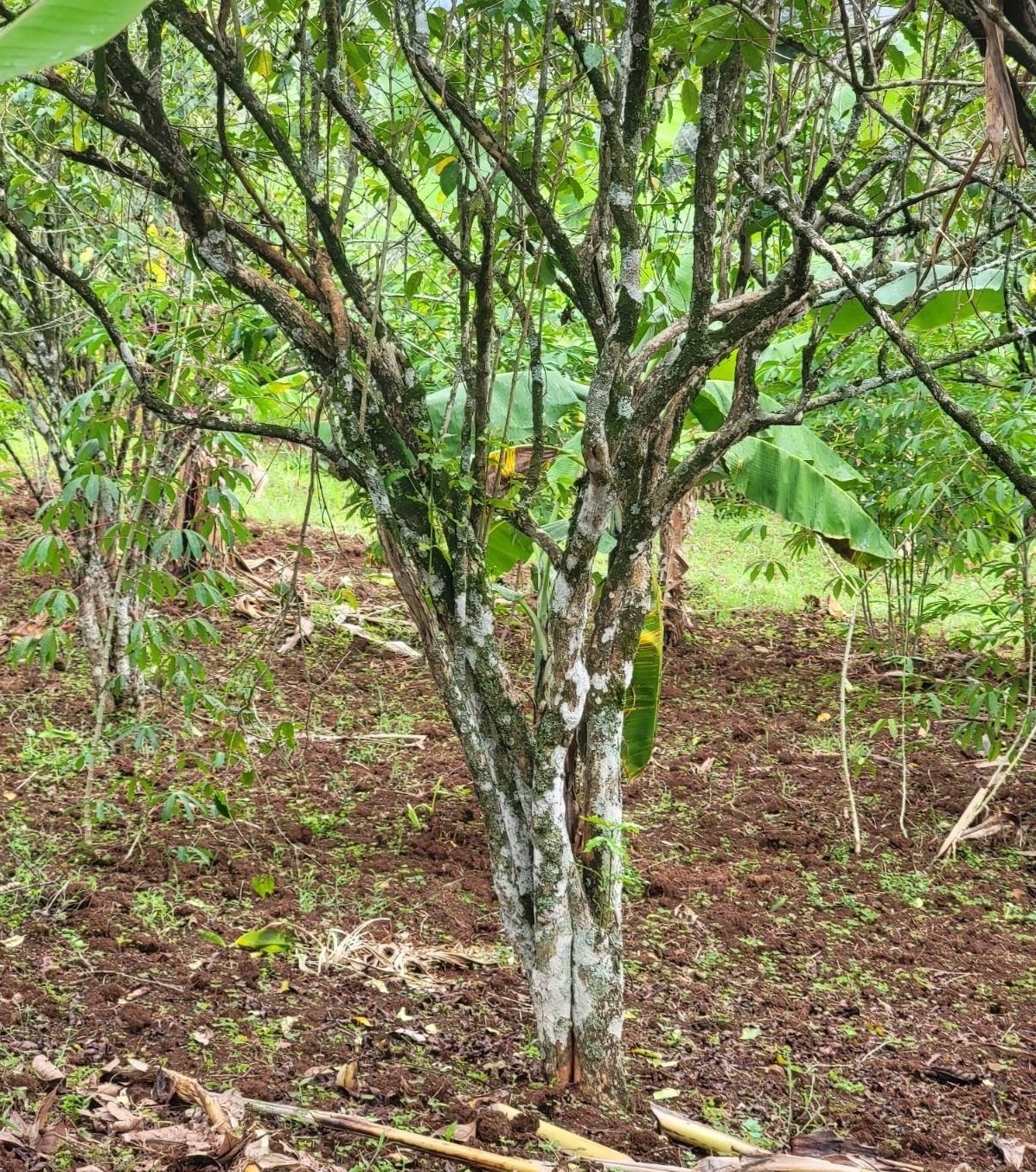 An aging coffee tree in Mt Elgon region, Ethiopia