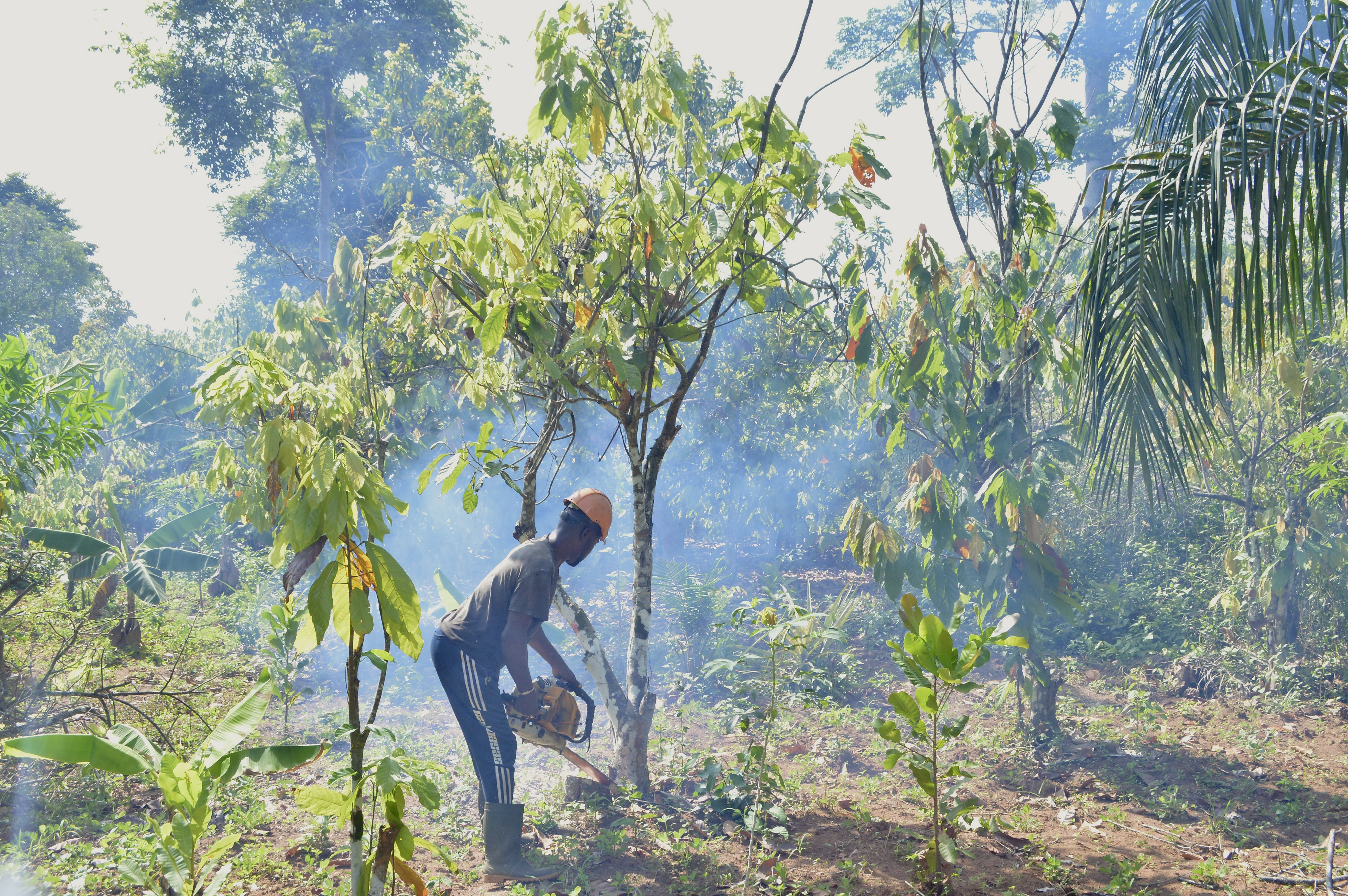 Infected trees are removed to prevent further spread