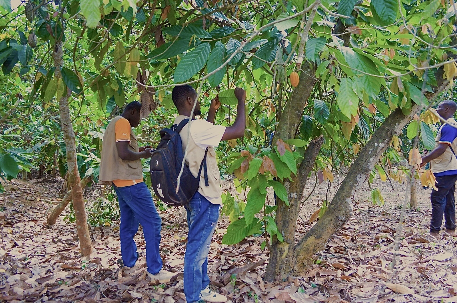 The field team examines trees for signs of disease