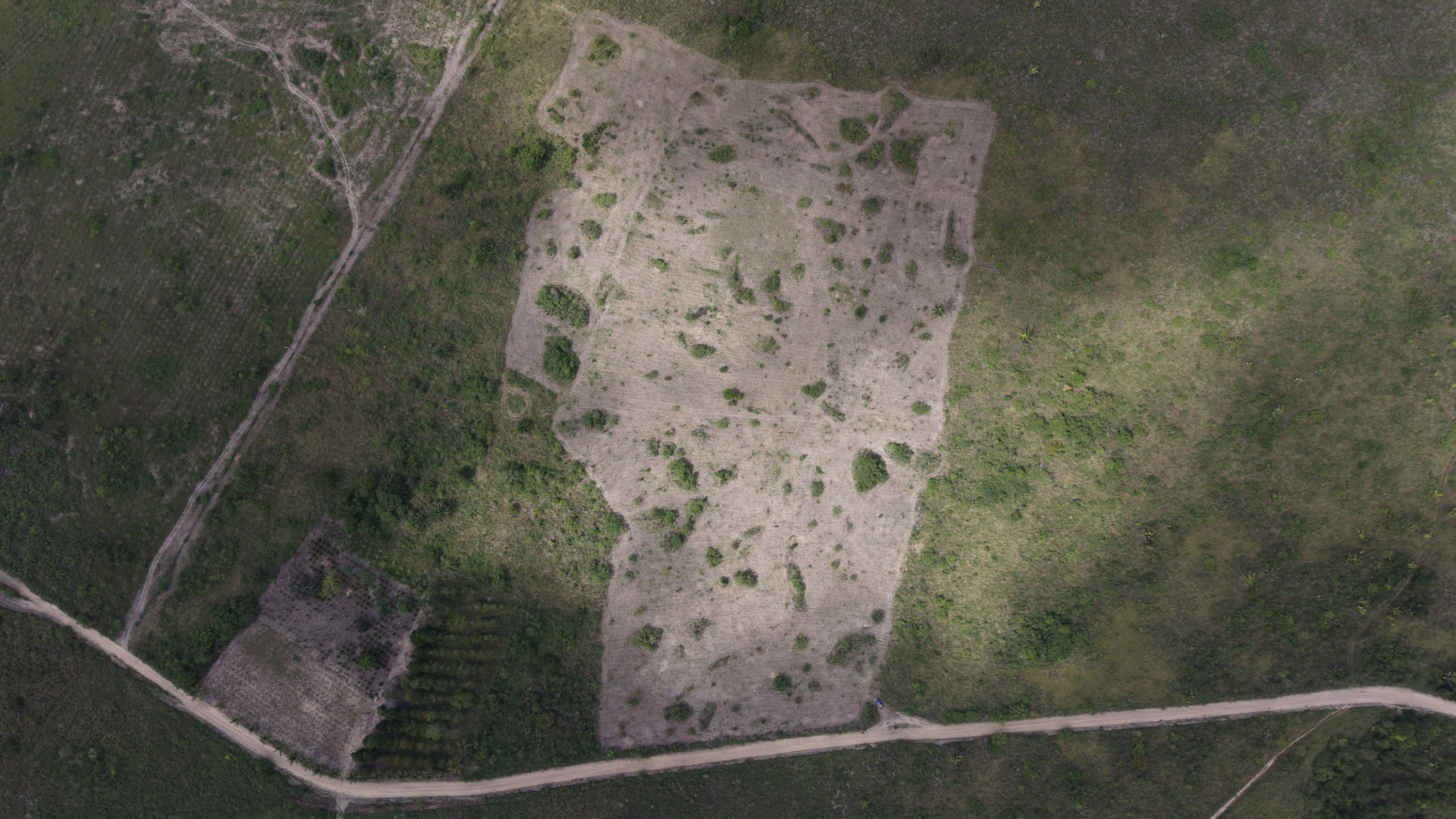 A tract of land in Bahia being reforested by Enveritas and ISA